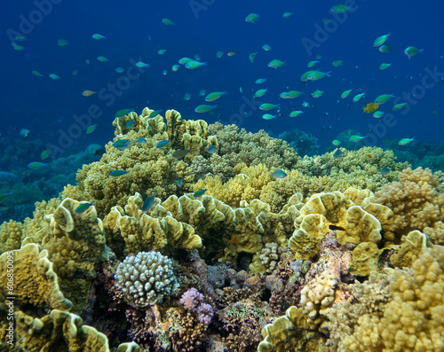 coral reef with fish © Globus 60