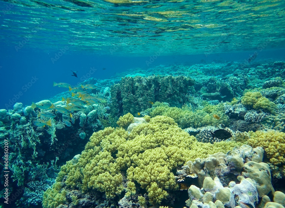 underwater world of coral