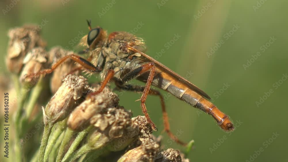 Asilidae, Assassin Flies. Hairy robber fly with common fly in its mouth. Sits on green leaf. View insect macro in wildlife Asilidae, Assassin Flies. Hairy robber fly with common fly in its mouth. Sits on green leaf. View insect macro in wildlife