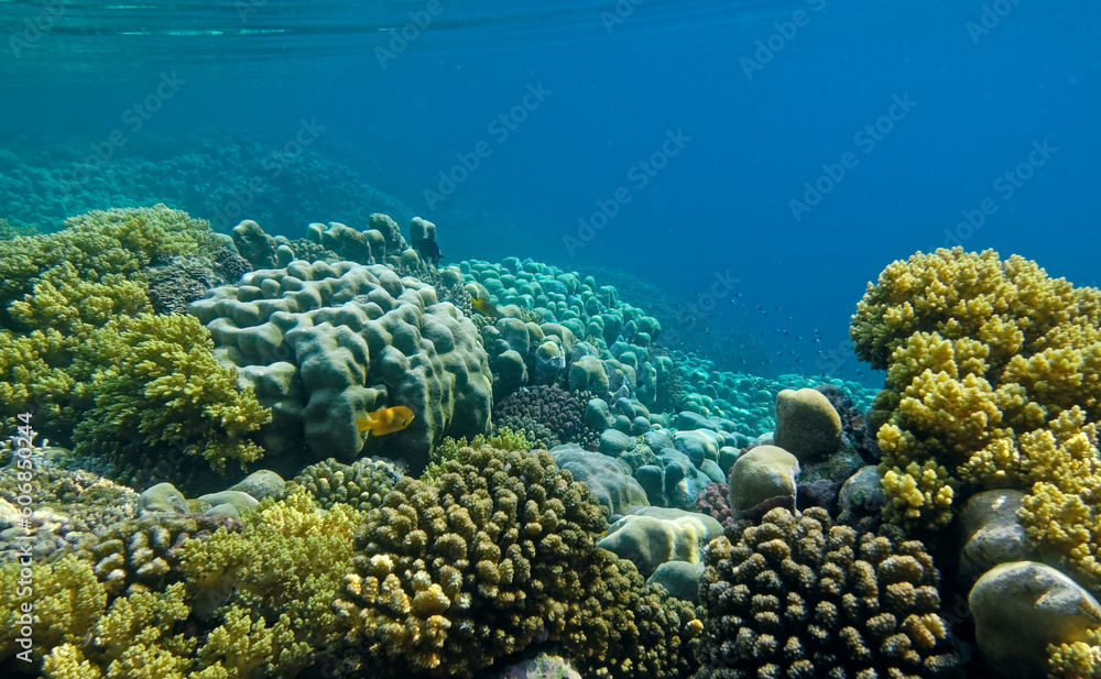 underwater world of corals and fishes,background underwater world of corals and fishes,background