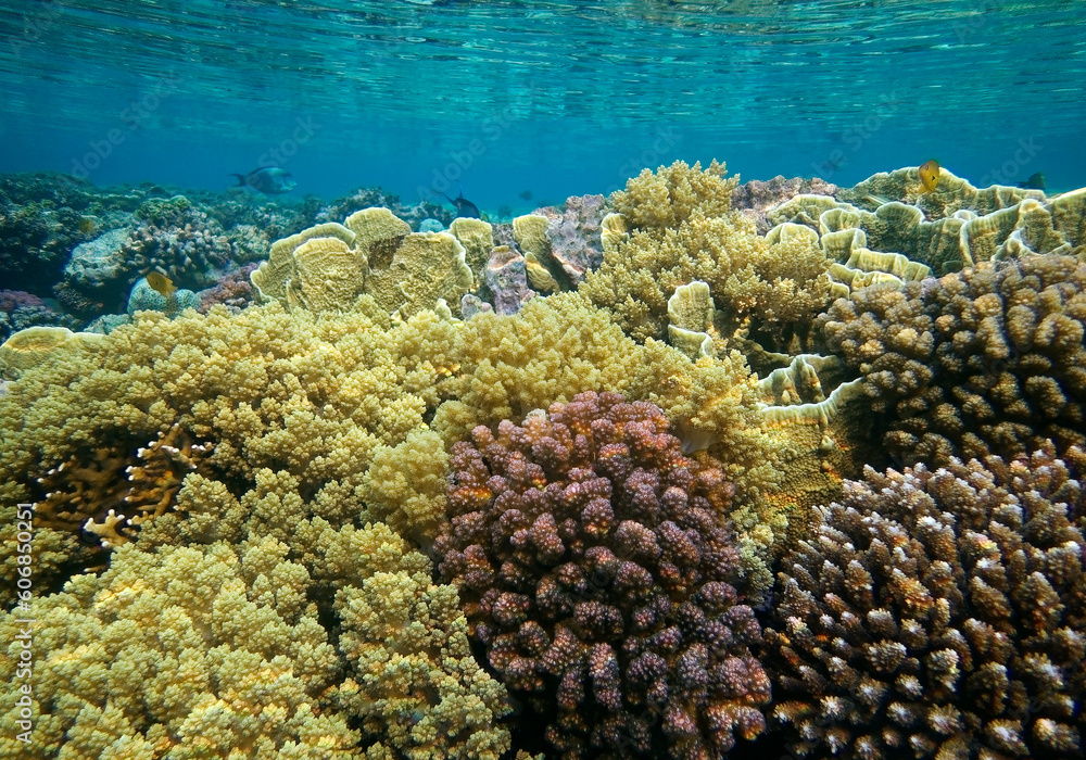 underwater world of corals and fishes,background underwater world of corals and fishes,background