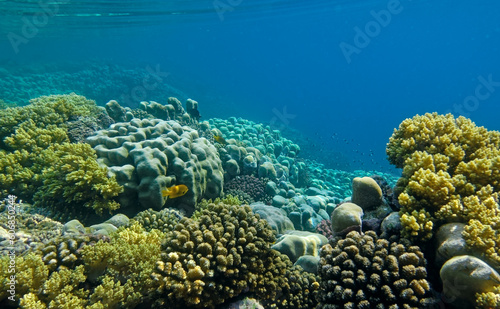 underwater world of corals and fishes background