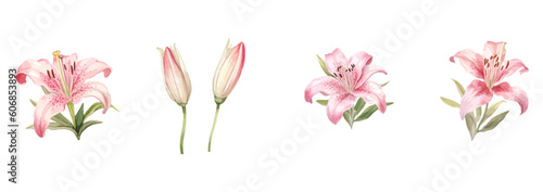 Beautiful Pink Lily Flowers: Floral Bouquet, Set, and Print