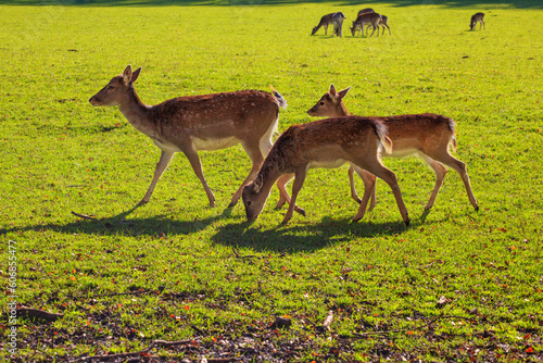 The European fallow deer (Dama dama), fallow deer grazing in a green meadow on a sunny day. Scene from the wild photo