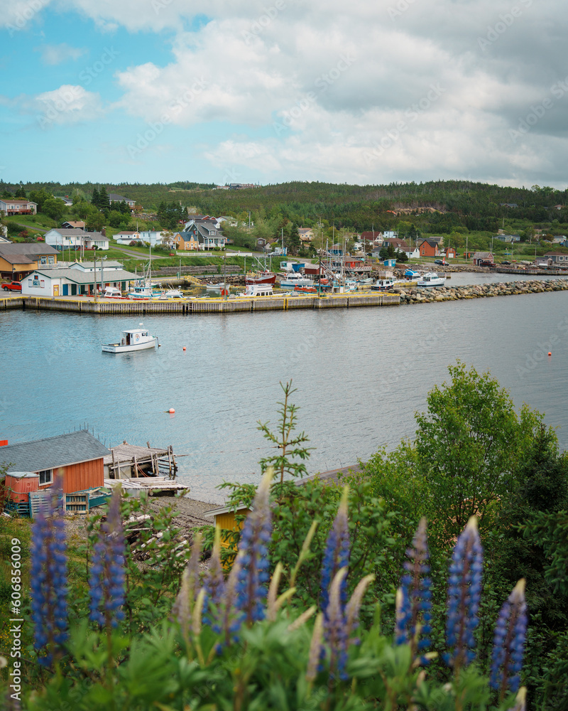 Lupines and view of the town of Dildo, Newfoundland and Labrador, Canada