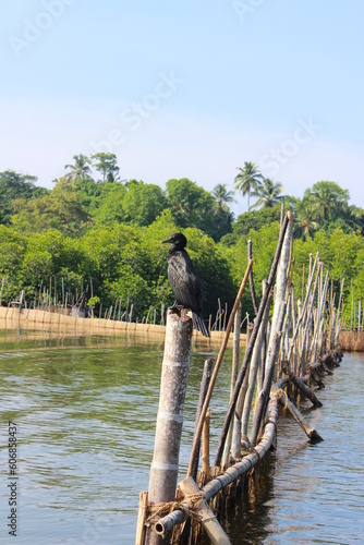 wooden bridge over river