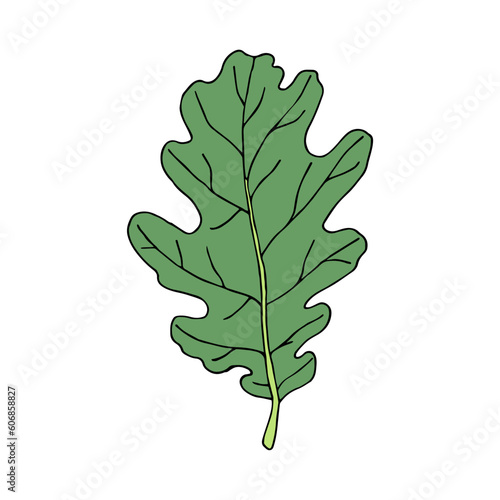 Fallen oak leaf in cartoon style. Vector illustration isolated on white
