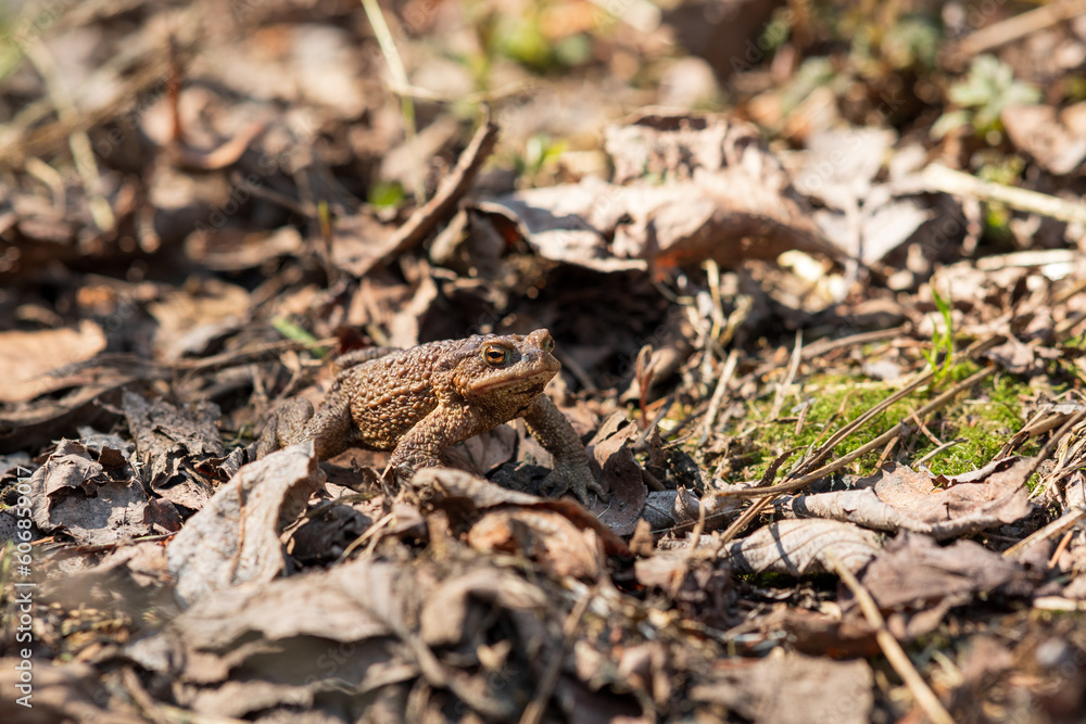 common toad after hibernation among dry foliage common toad after hibernation among dry foliage