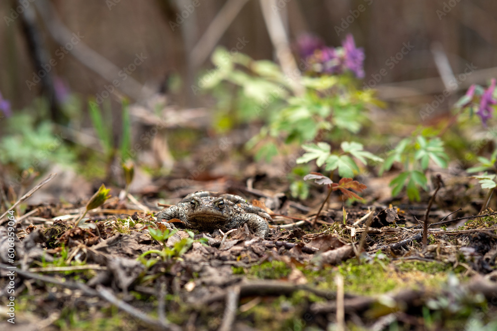common toad hides among dry foliage and spring vegetation common toad hides among dry foliage and spring vegetation