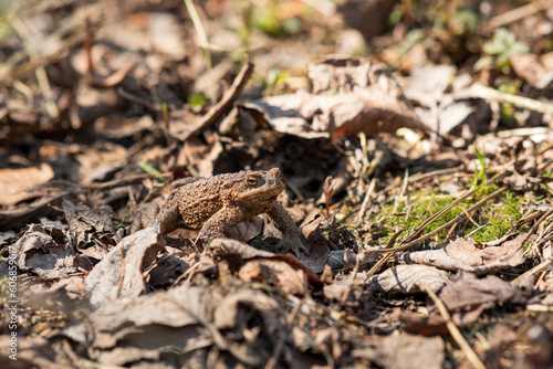 common toad after hibernation among dry foliage