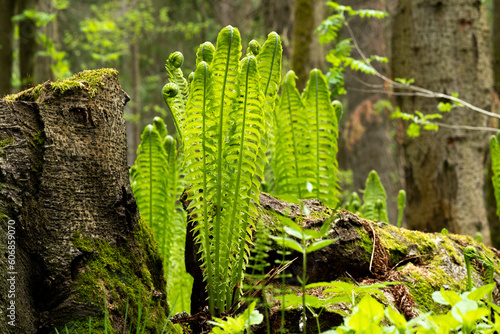 natural spring forest landscapу, sprouts of ferns next to the stump photo