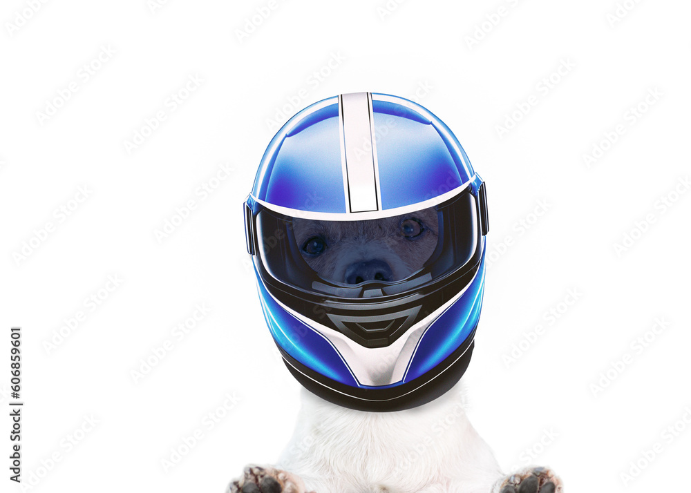 Dog as funny biker wearing motorcycle helmet isolated on white background