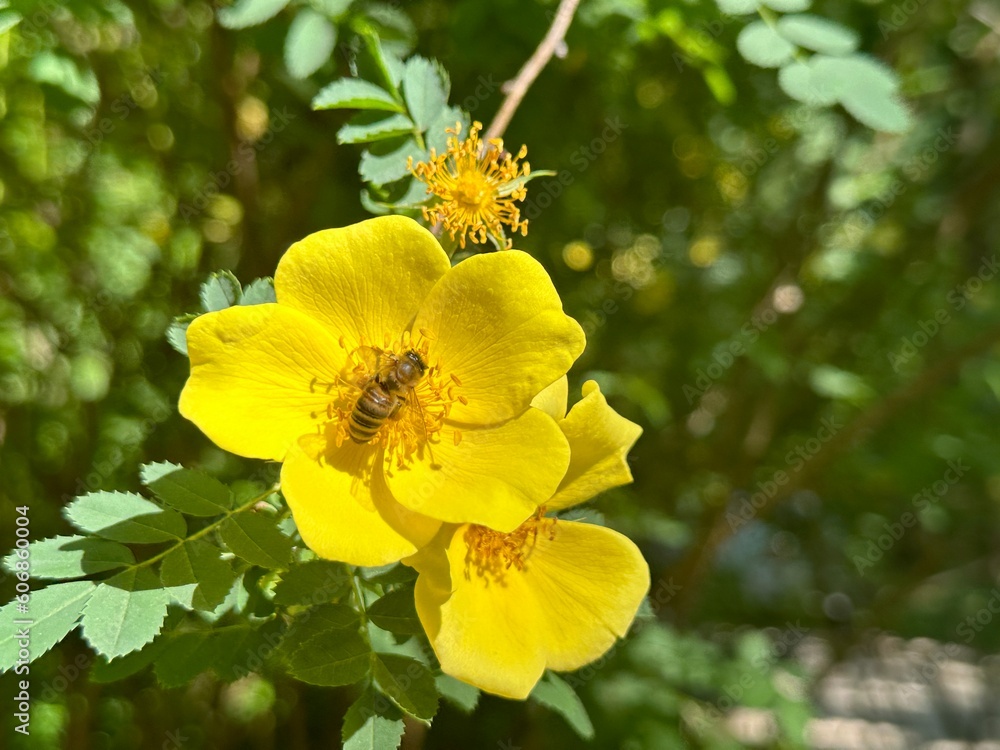 Bee on the yellow flower close-up. Сotoneaster Nanshan M. Vilmorin ex Mottet. Kiev, Ukraine, May 20, 2023: Alexander Fomin Botanical Garden Bee on the yellow flower close-up. Сotoneaster Nanshan M. Vilmorin ex Mottet. Kiev, Ukraine, May 20, 2023: Alexander Fomin Botanical Garden