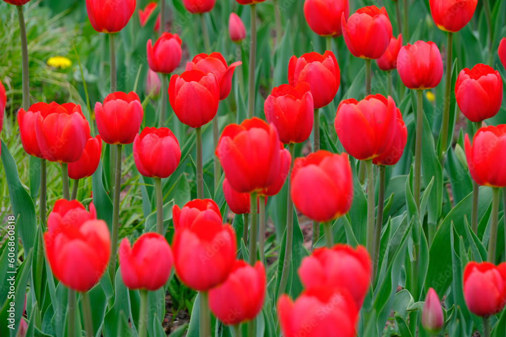 Fototapeta premium Red tulips green background.Bright beautiful flowers.Spring nature.