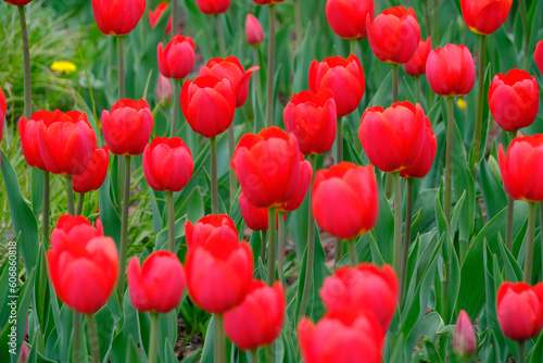 Red tulips green background.Bright beautiful flowers.Spring nature.