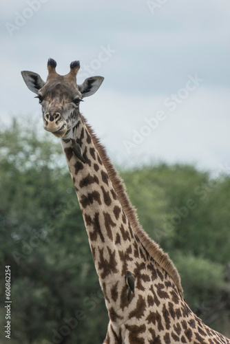 giraffes in the African savannah