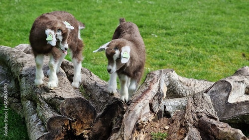 Young goats playing on a tree stump. © beres