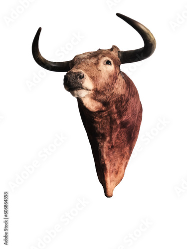 Stuffed bull head isolated on transparent background