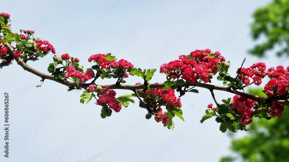 Tree branches with carmine-red flowers of Paul's Scarlet Hawthorn or Crataegus Laevigata. Tree branches with carmine-red flowers of Paul's Scarlet Hawthorn or Crataegus Laevigata.