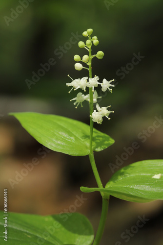 Canada Mayflower (Maianthemum canadense) in bloom with its small, white flowers in a forest. 