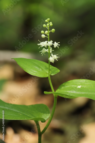 Canada Mayflower (Maianthemum canadense) in bloom with its small, white flowers in a forest. 