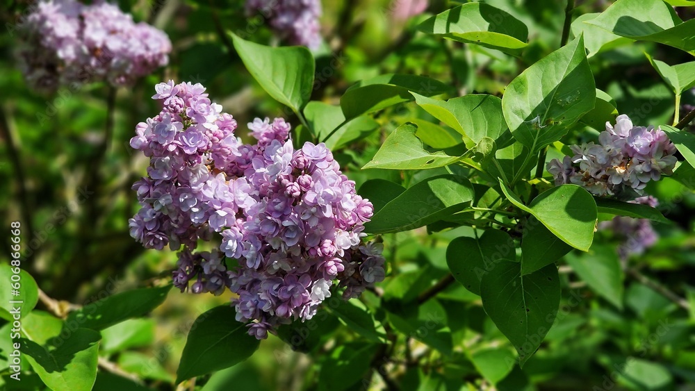 Branches with Lilac flowers and green leaves, in the garden. Branches with Lilac flowers and green leaves, in the garden.