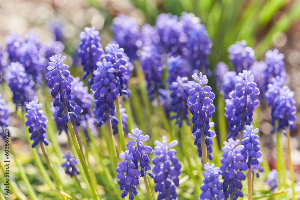Muscari flower close-up. Bright natural green background. Muscari flower close-up. Bright natural green background.