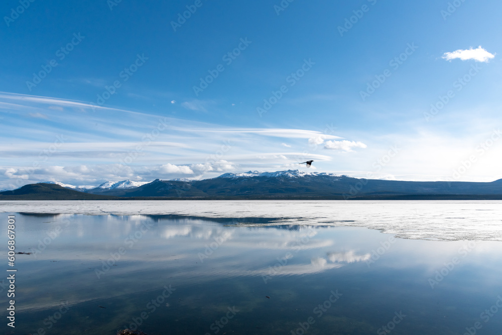 MAGPIE FLYING Spring times scenic views in northern Canada with calm, pristine lake view, snow capped mountains, blue sky day. Taken in spring time in Yukon Territory, Canada Alaska Highway.