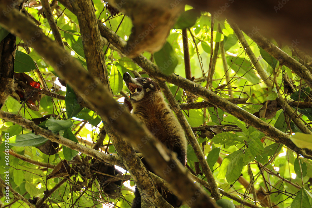 coati in tree showing teeth, Costa Rica