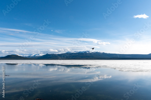 MAGPIE FLYING Spring times scenic views in northern Canada with calm  pristine lake view  snow capped mountains  blue sky day. Taken in spring time in Yukon Territory  Canada Alaska Highway.