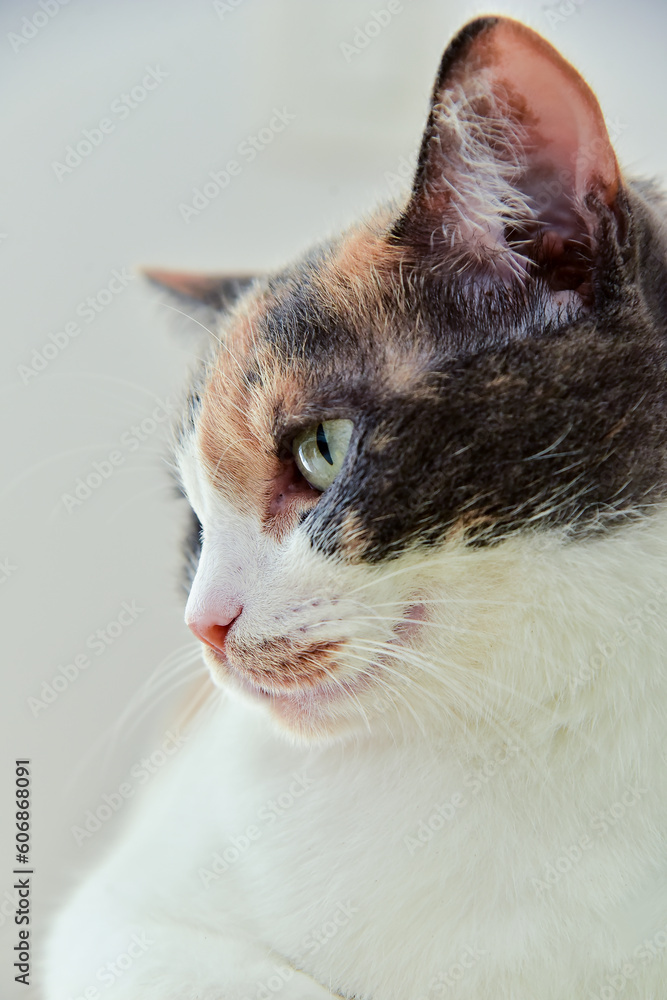 close up of cat, international cat day, zoology close up of cat, international cat day, zoology