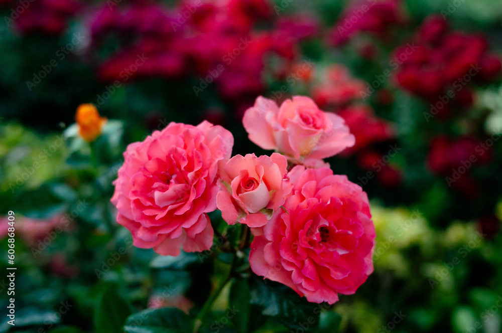 Roses field, pink, colorful flowers. Fragrant Roses field, pink, colorful flowers. Fragrant