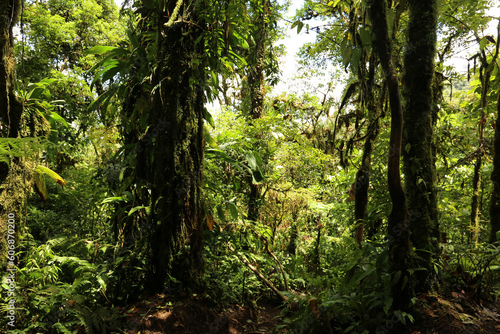 Obraz premium sunlight in the rainforest, Alajuela, Costa Rica