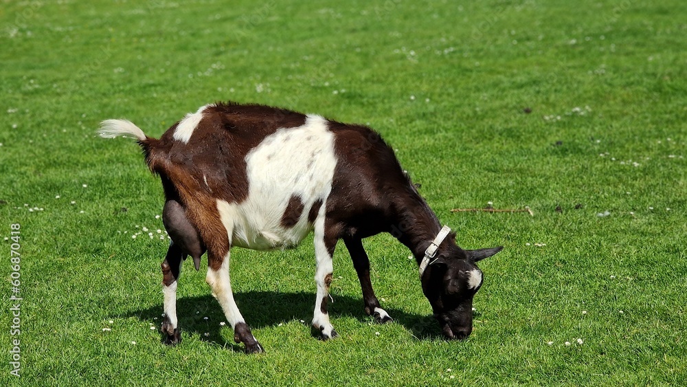 Domestic goat grazing on green meadow. Goat on the green meadow, in spring time. Domestic goat grazing on green meadow. Goat on the green meadow, in spring time.