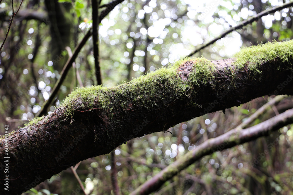 tree in rainforest in Poás, Alajuela, Costa Rica tree in rainforest in Poás, Alajuela, Costa Rica