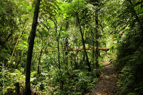 tree in the woods  Tilar  n  Guanacaste  Costa Rica