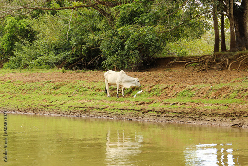 cows in the field at a River  Alejuela  Los Chiles  Costa Rica