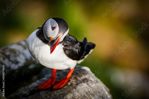 atlantic puffin or common puffin photo