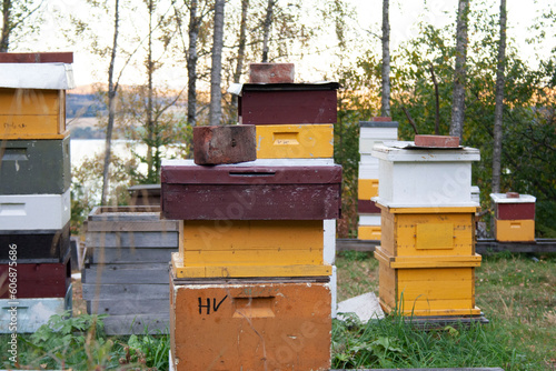 Bees colony