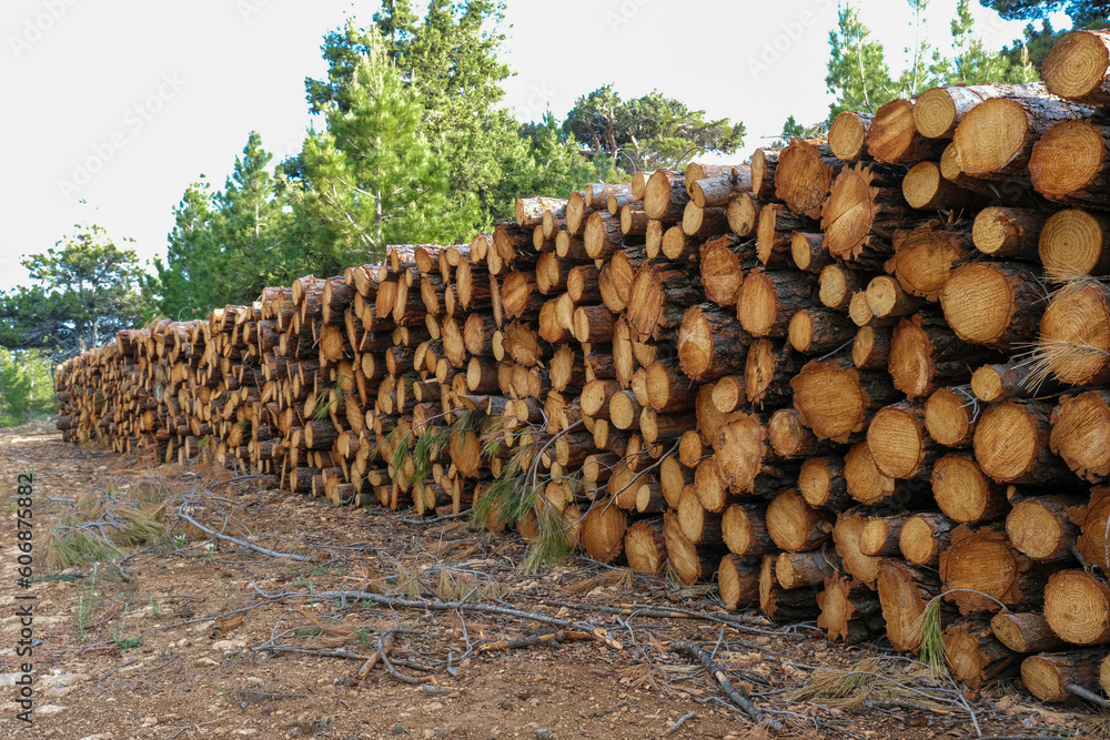 Forest pine and spruce trees. Log trunks pile, the logging timber wood industry. Wide banner or panorama wooden trunks.