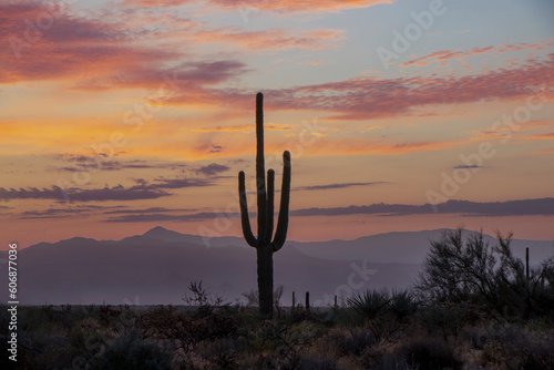 Silhouette Of Cactus At Sunrise Time Phoenix AZ