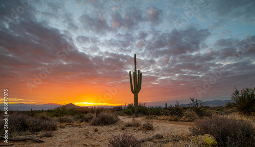AZ Desert Sunrise Landscape With Saguaro Cactus