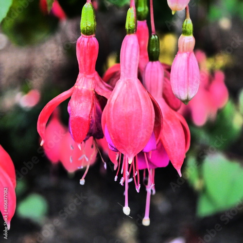 Fuchsien Blüten