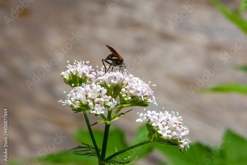 A Fascinating Encounter: Robust Insect, the Spring Path Wasp, Feasting on Nectar from the White Blossom of Genuine Valerian