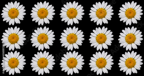 Natural background from ox-eye daisies.Top view of yellow and white daisy. Chamomile isolated on black background.