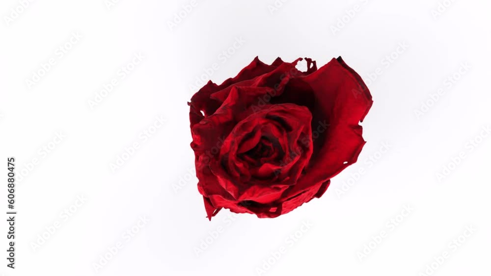 red rose with water drops red rose with water drops