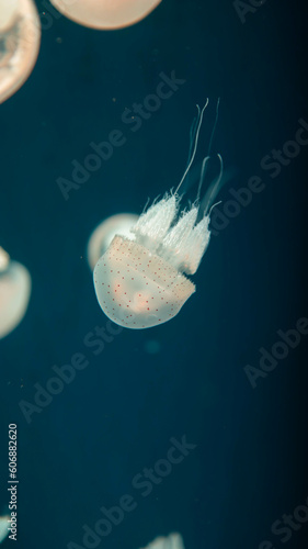 Acromitus flagellatus jellyfish, transparent jellyfish live in the coastal waters dark background. photo