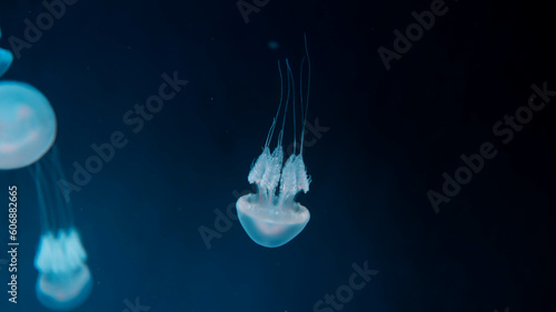 Acromitus flagellatus jellyfish, transparent jellyfish live in the coastal waters dark background. photo