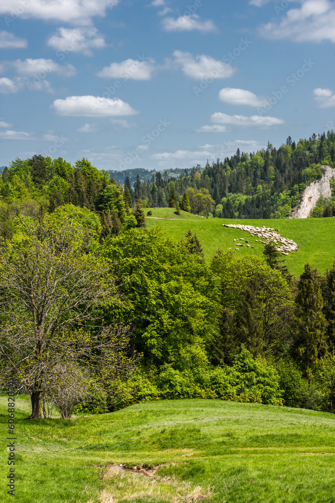 Pieniny National Park in Carpathian Mountains in Poland at summer day Pieniny National Park in Carpathian Mountains in Poland at summer day