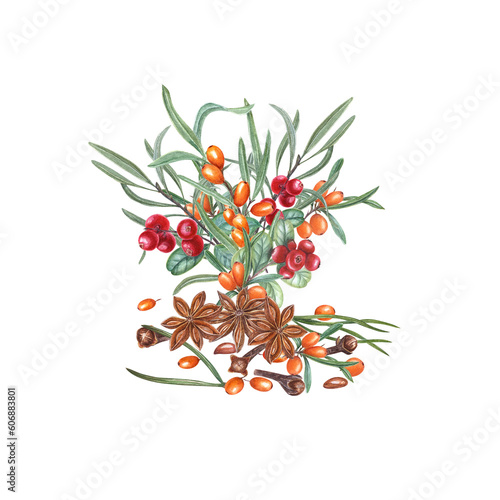 Hand drawn branches of sea buckthorn, cowberries, cinnamons, pine needles, cloves, star anise. Watercolor illustration isolated on transparent background. For greetings, poster, prints, pattern © Masha_tolk_art